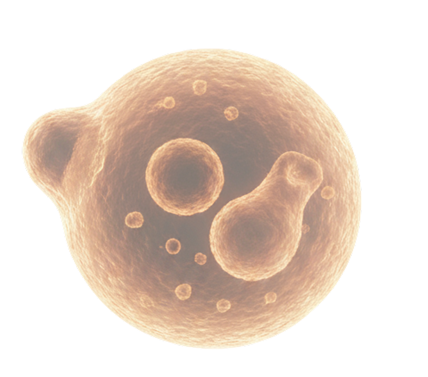 Probiotic culture